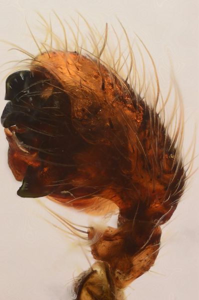 Datei:Nuctenea umbratica Pedipalpus WOertel.jpg