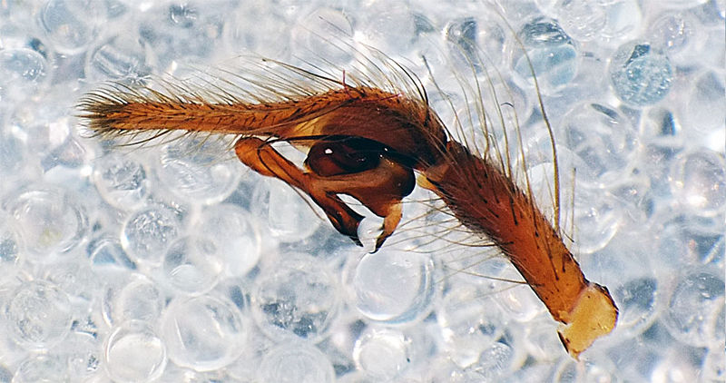 Datei:Parietina bulbus rl.jpg