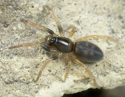 Phaeocedus-braccatus Reinstaedt 10-04 03.jpg