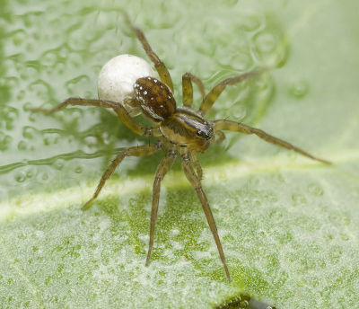 Pirata-piraticus HlgMeer-3611 10-08 04.jpg