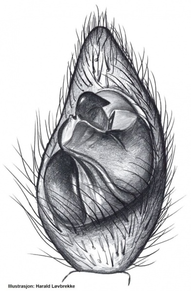 Datei:Pirata piraticus palp HLovbrekke.jpg