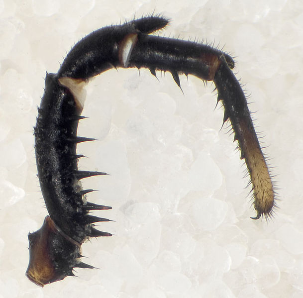 Datei:Platybunus-bucephalus Rennsteig-5330 10-07 02-Ped.jpg