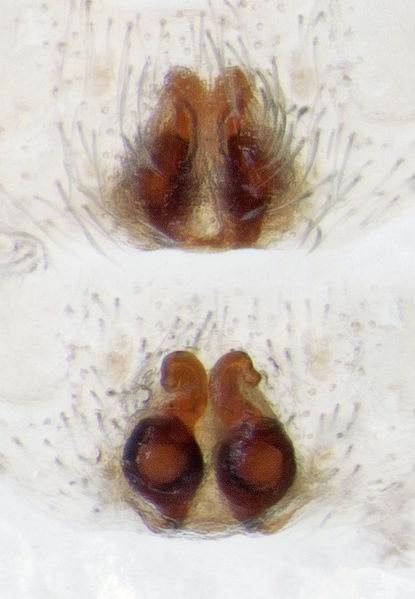 Datei:Pulchellodromus-bistigma Sardinien-MonteForte 13-04 01-Epig-Vulva.jpg