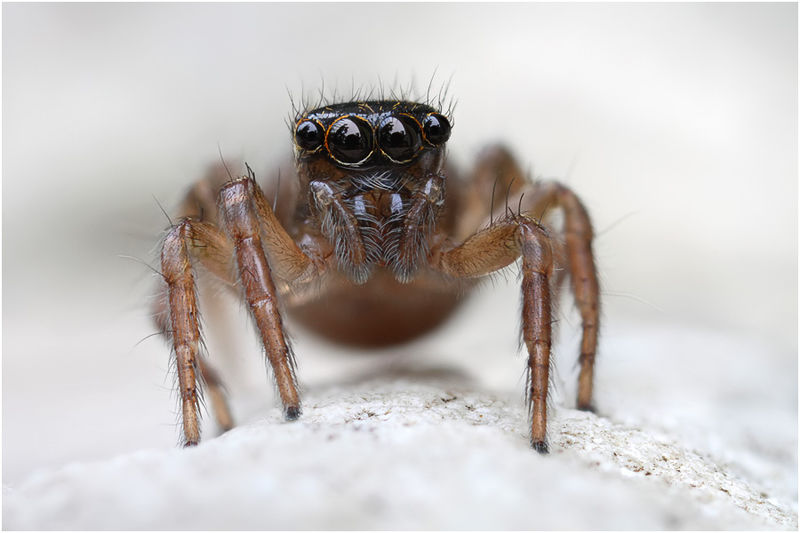Datei:Saitis tauricus frontal female Schaefer.jpg