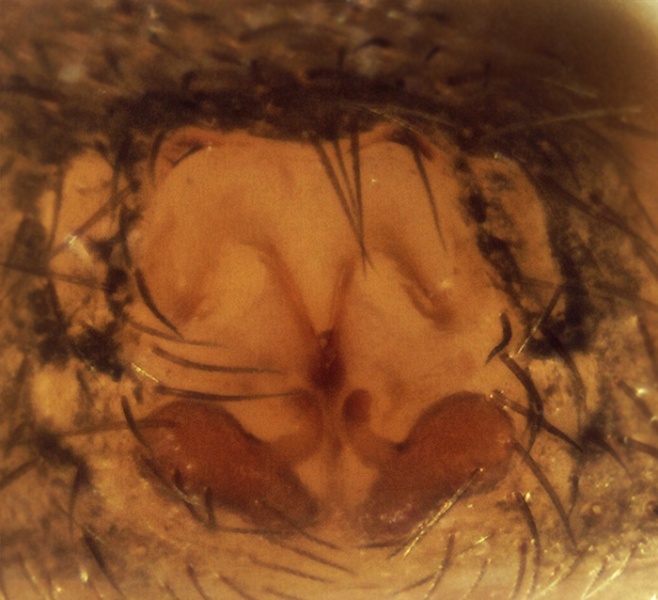 Datei:Setaphis carmeli Epigyne 20150925211203-144418f8.jpg