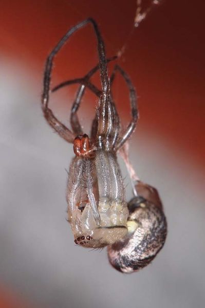 Datei:Zygiella Häutung 1.JPG