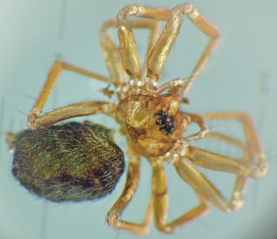 Centromerus silvicola w do JGuttenberger.JPG