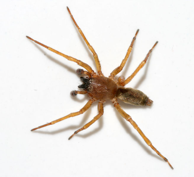 Datei:Clubiona-lutescens-male.jpg