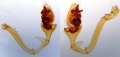 E. arctica vs. E. longipalpis, Vergleich der Pedipalpen