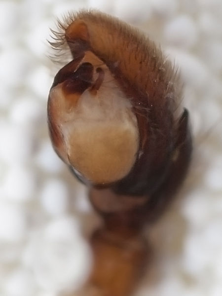 Datei:GnaphosaMicrops SwedenMale3.jpg