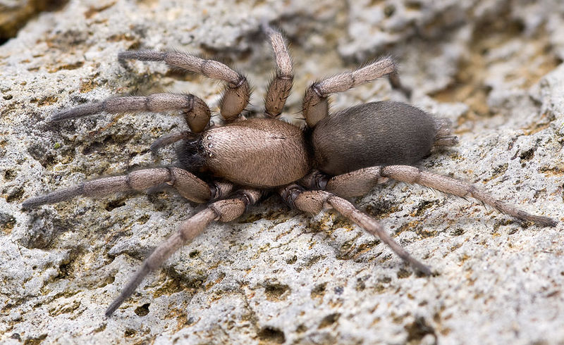 Datei:Macarophaeus-insignis Teneriffa-Santiago 15-03 01-female.jpg