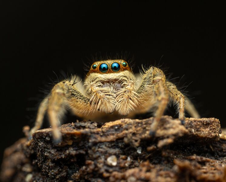 Datei:Marpissa pomatia Markus f.jpg