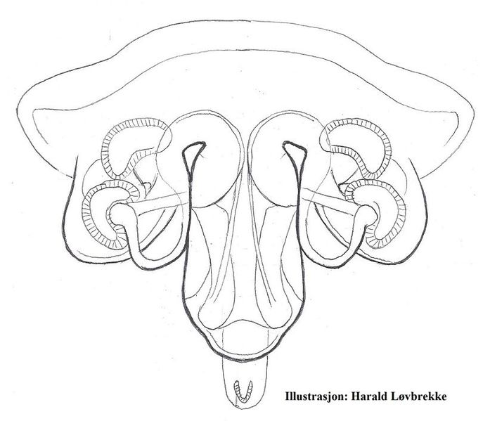 Datei:Oryphantes angulatus vulva ventralt HLovbrekke.jpg