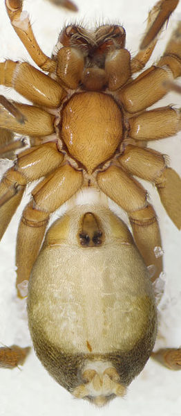 Datei:Sagana-rutilans GR-Asprangeli 10-05 05.jpg