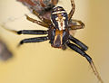 Xysticus ulmi M 7-7055.jpg