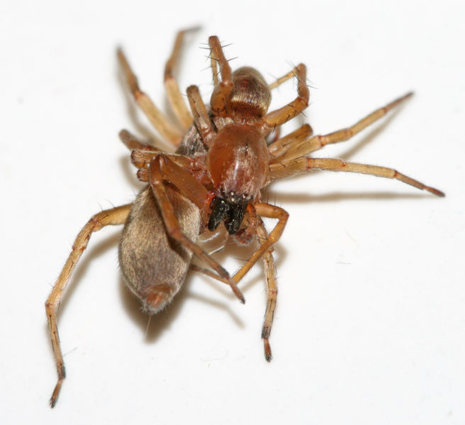 Datei:Cl lu Kopulation.jpg