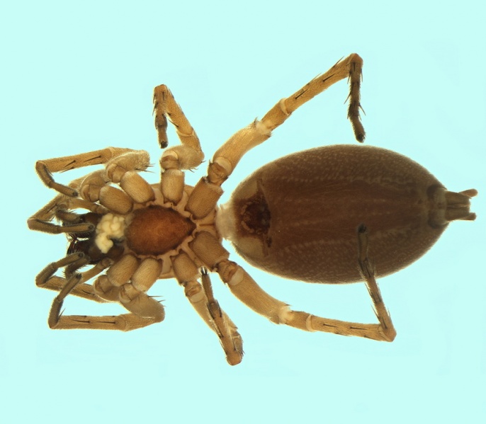 Datei:Clubiona kulczynskii female 20171210181343-91f07659-me.jpg