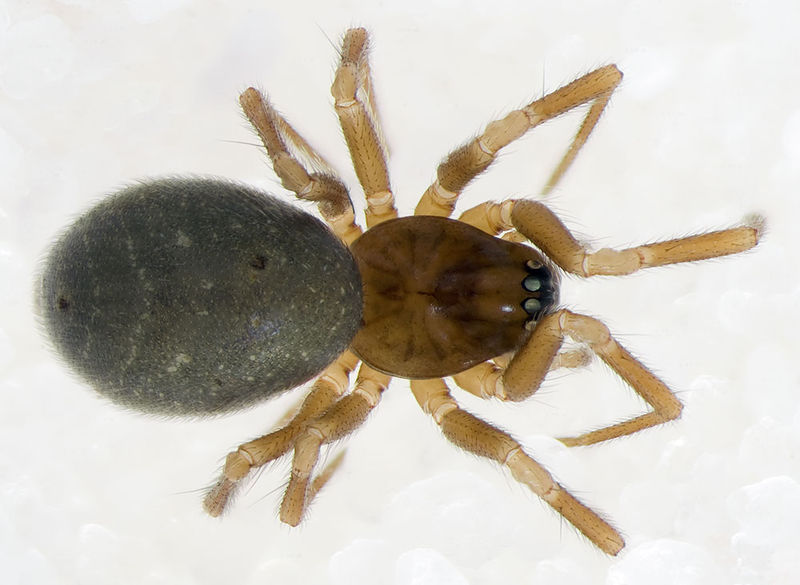 Datei:Diplocephalus-guidoi Alpen-Monesi 14-09 04-female.jpg