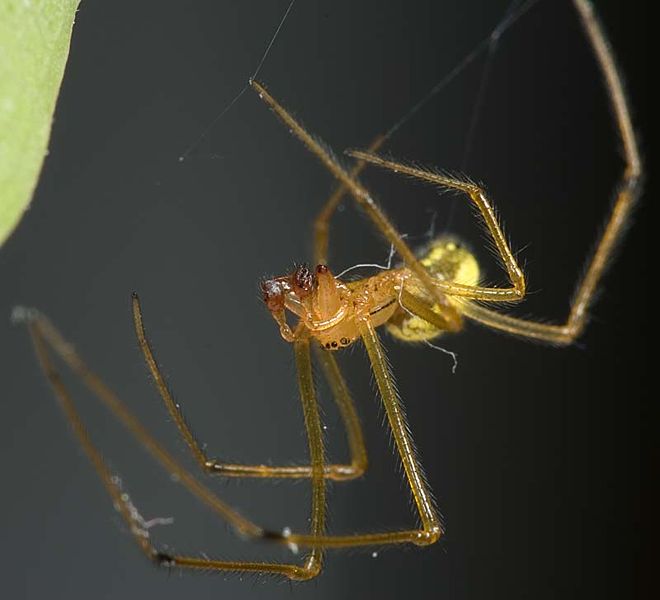 Datei:Enoplognatha ovata M 7-1285.jpg