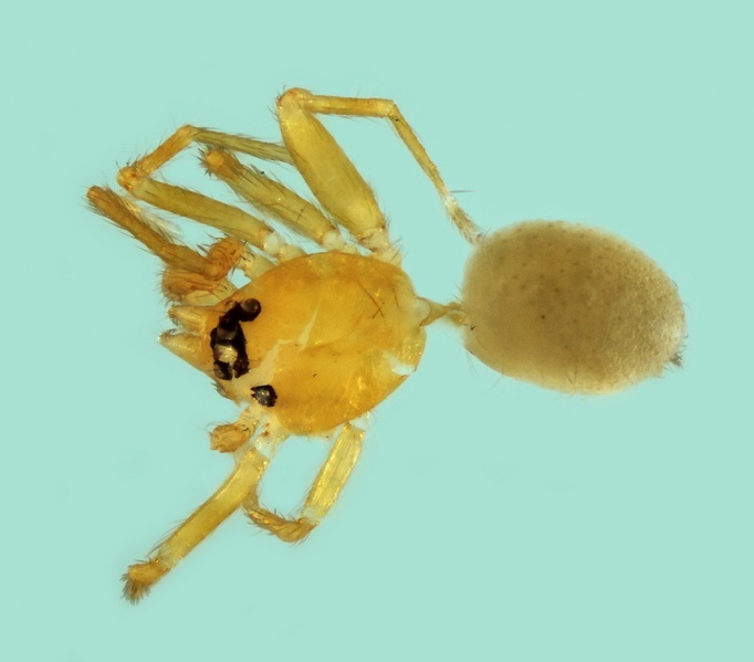 Datei:Orchestina pavesii male 20180102105426-2d87b52a-me.jpg