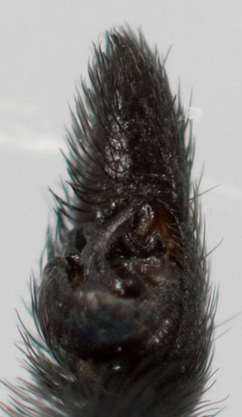 Datei:Pardosa saltans Ped vent 8-01476.jpg