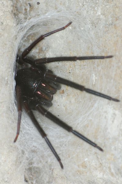 Datei:Segestria florentina (5)-1-.JPG