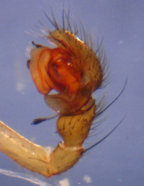 Datei:Tallusia experta palp2 BAardland.JPG