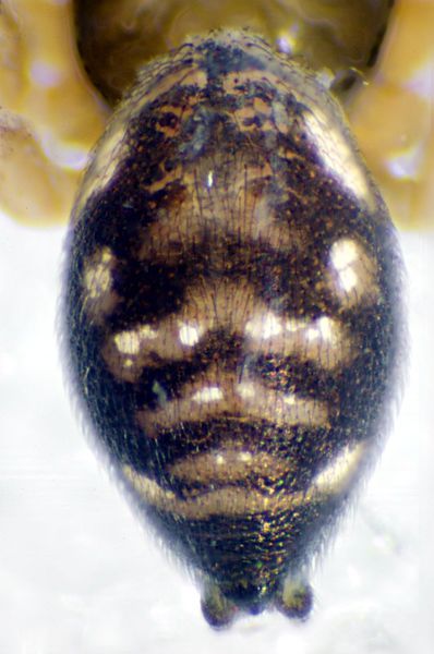 Datei:Wa f Finnmark 26.07.11-063-8 opisthosoma.jpg