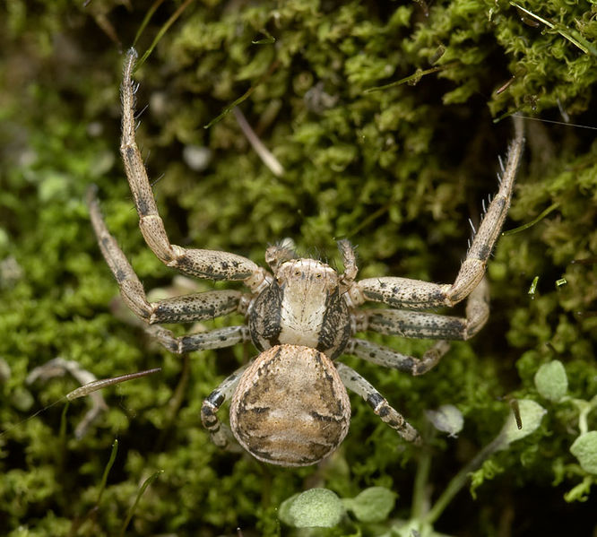 Datei:Xysticus-cristatus No-Risnesnipa 09-11 02.jpg