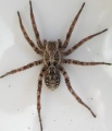 Alopecosa fabrilis Arne Fjellberg.jpg