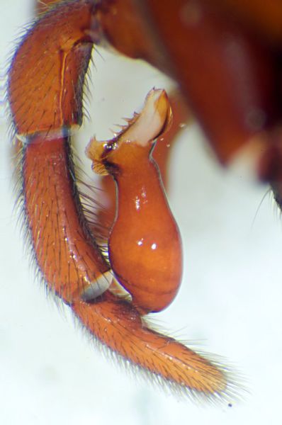 Datei:Dasdera indet m pedipalpus left.jpg