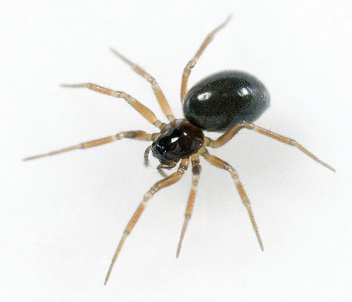 Datei:Dismodicus-elevatus Dammbachsgrund 09-07 02.jpg