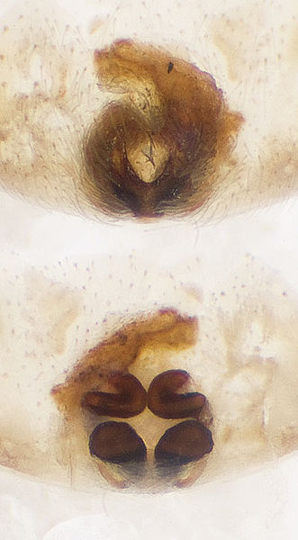 Datei:Philodromus-emarginatus Dammbachsgrund 09-07 14-Epig-Vulva.jpg