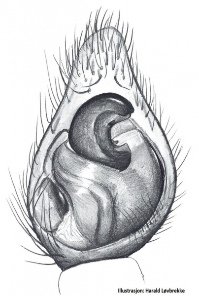 Datei:Piratula uliginosa palp HLovbrekke.jpg