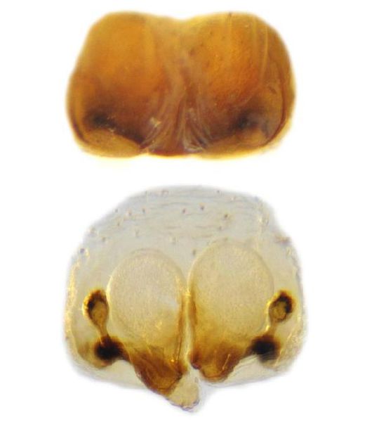 Datei:Tibellus macellus female A5767 PM5840.jpg