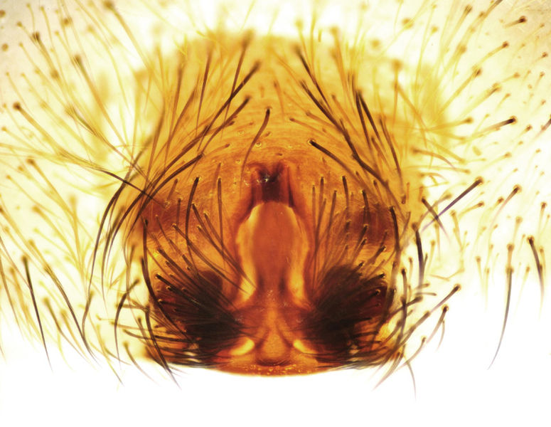 Datei:Alopecosa aculeata female A6428 PP6399.jpg