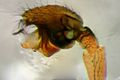 linker Pedipalpus