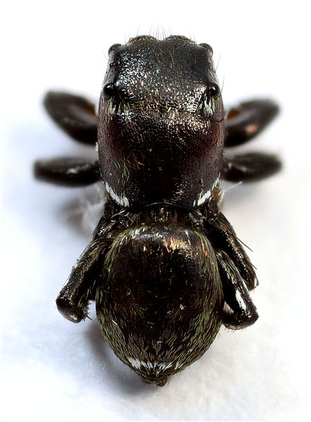 Datei:Heliophanus ramosus male Schaefer.jpg