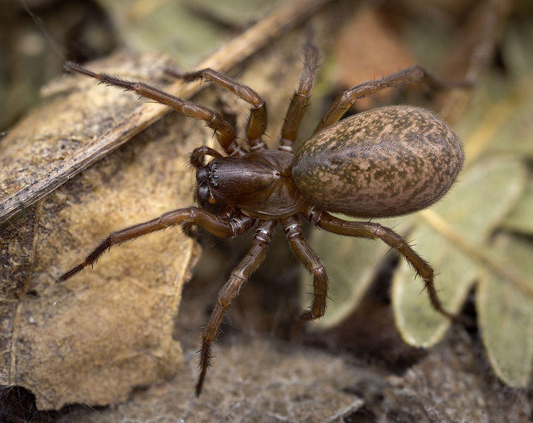Datei:Inermocoelotes-falciger Bulgarien-Vladaya 16-10 01-female.jpg