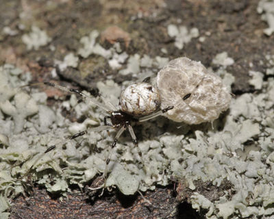 Neottiura suaveolens female A4625 PH4786.JPG