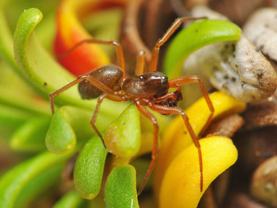 Oreoneta frigida male A6030 PL0499.JPG