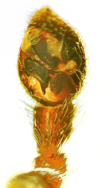 Datei:Pardosa blanda Pedipalus G kl.jpg