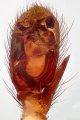linker Pedipalpus ventral