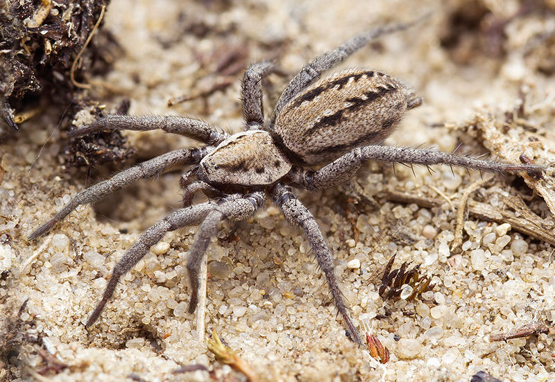 Datei:Berlandina-cinerea SchoenowerHeide 15-06 01-female.jpg