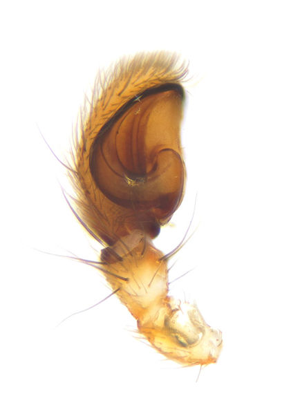 Datei:Clubiona leucaspis male2.jpg