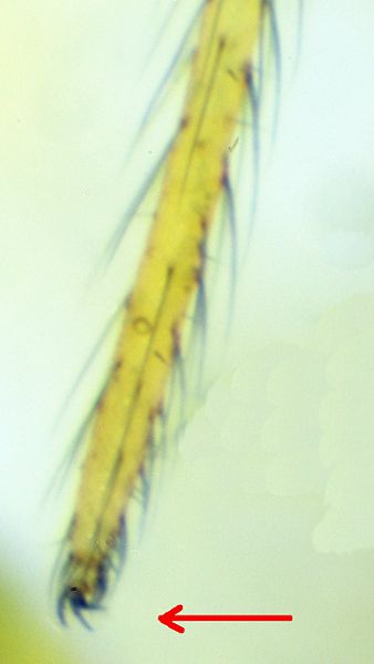 Datei:Ero tuberculata f Tasterklaue.jpg