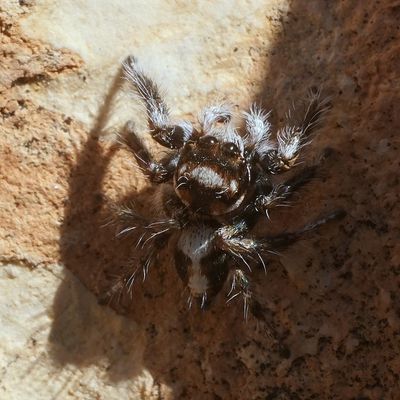 Evarcha nepos dorsal Nazareth.jpg