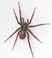 Pardosa ferruginea m do JGuttenberger.jpg