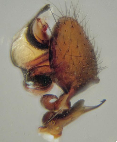 Datei:Pelecopsis bucephala m pedi JGuttenberger.jpg