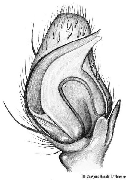 Datei:Philodromu rufus palp 2 HLovbrekke.jpg